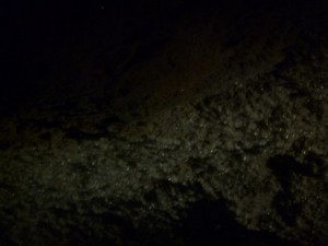 k-P1000328